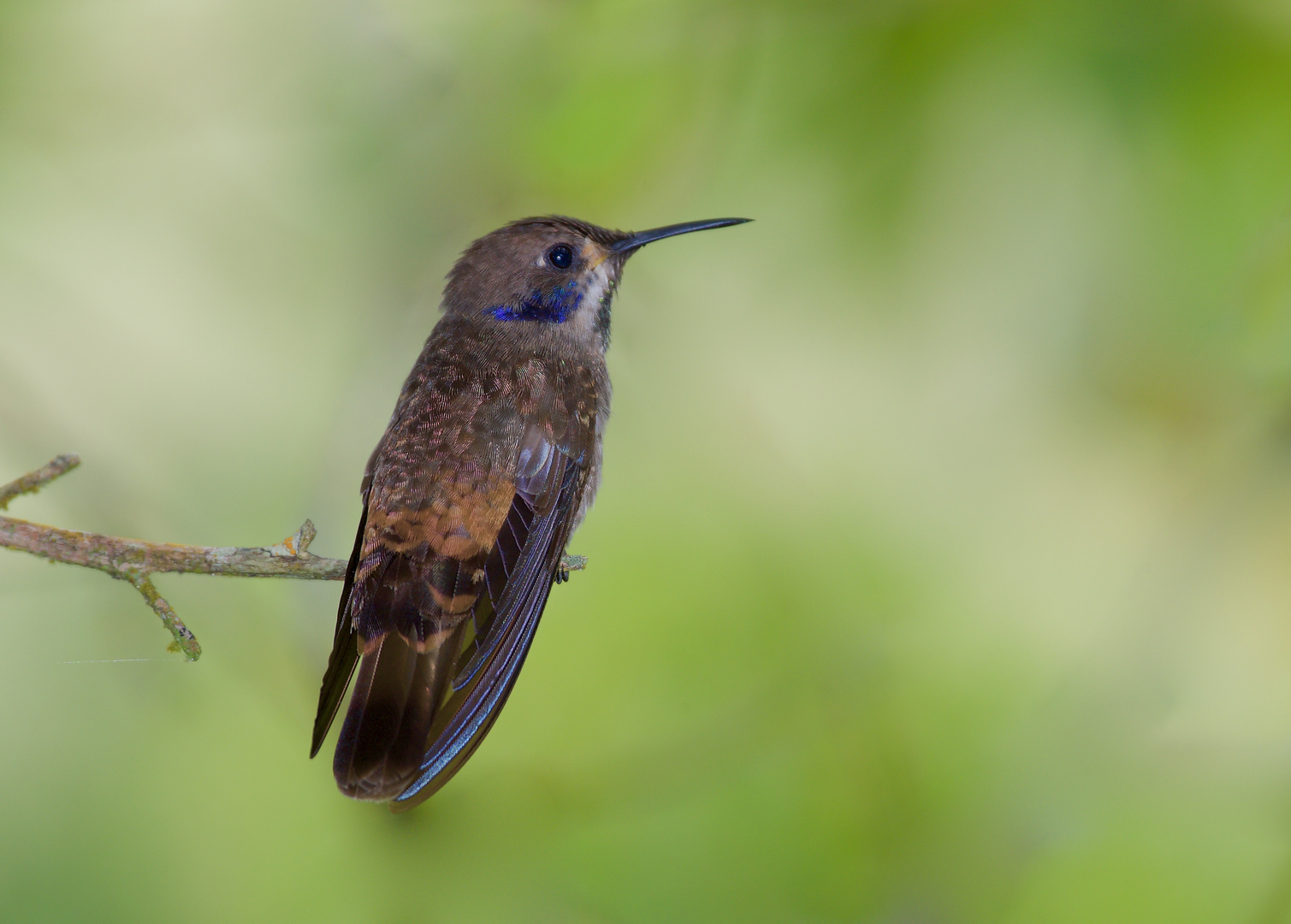 Kolibri aus dem Nebelwald von Kolumbien