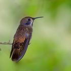 Kolibri aus dem Nebelwald von Kolumbien