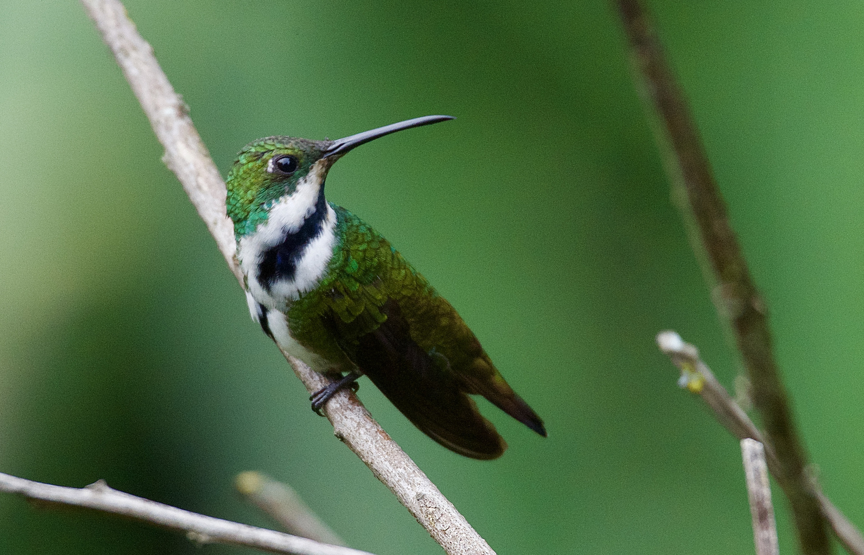 Kolibri aus dem Nebelwald von Kolumbien