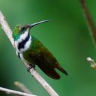 Kolibri aus dem Nebelwald von Kolumbien