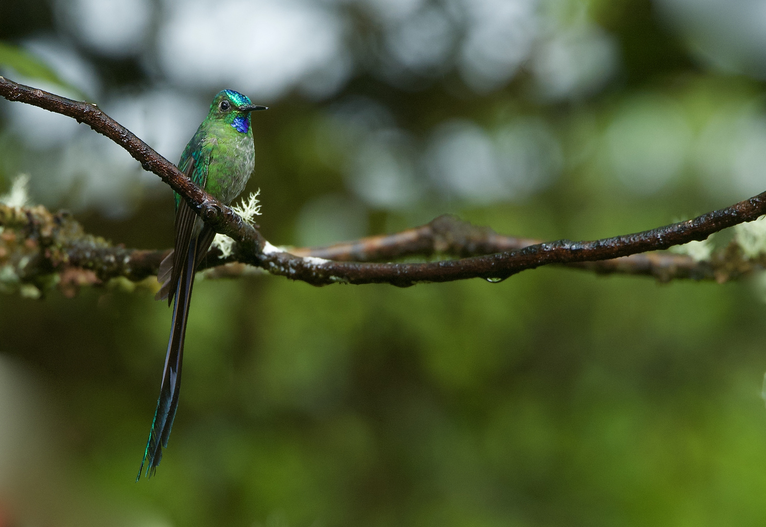 Kolibri aus dem Nebelwald von Peru