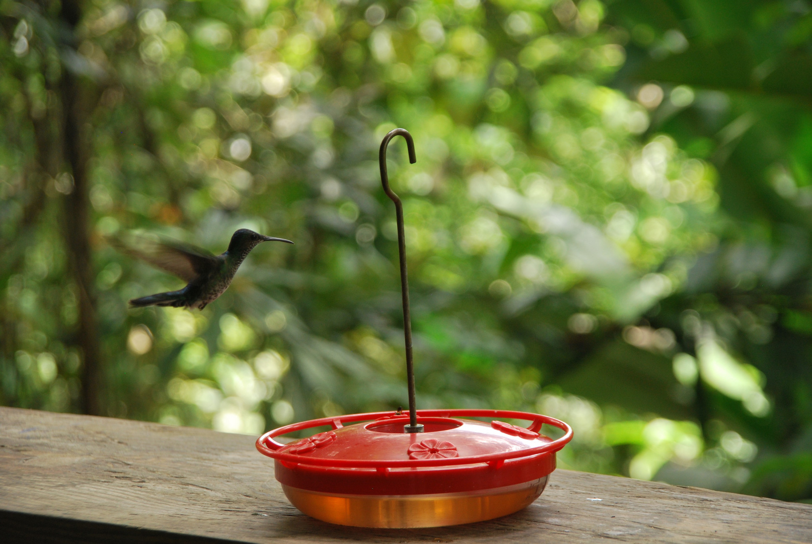 Kolibri aus Panama