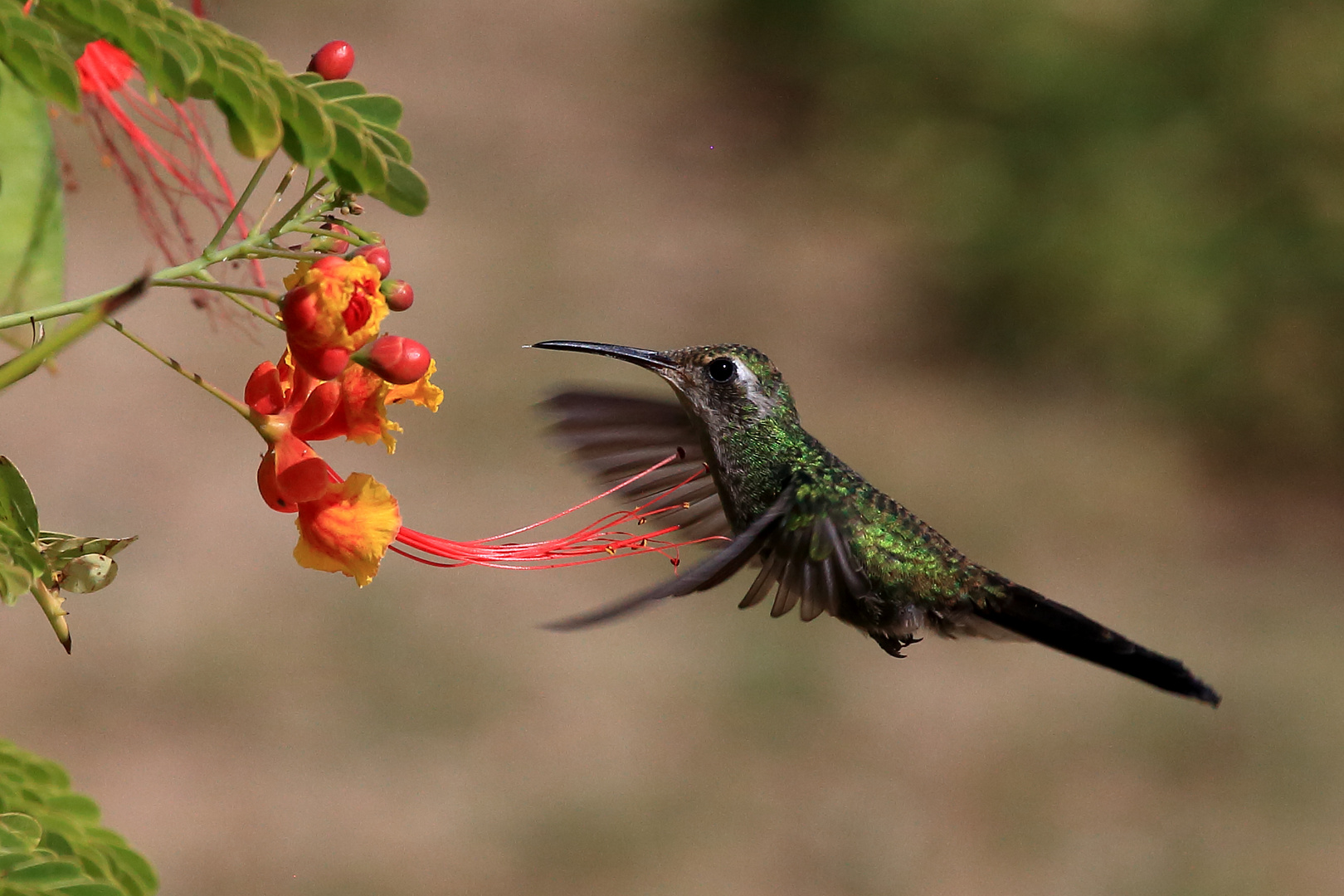 Kolibri