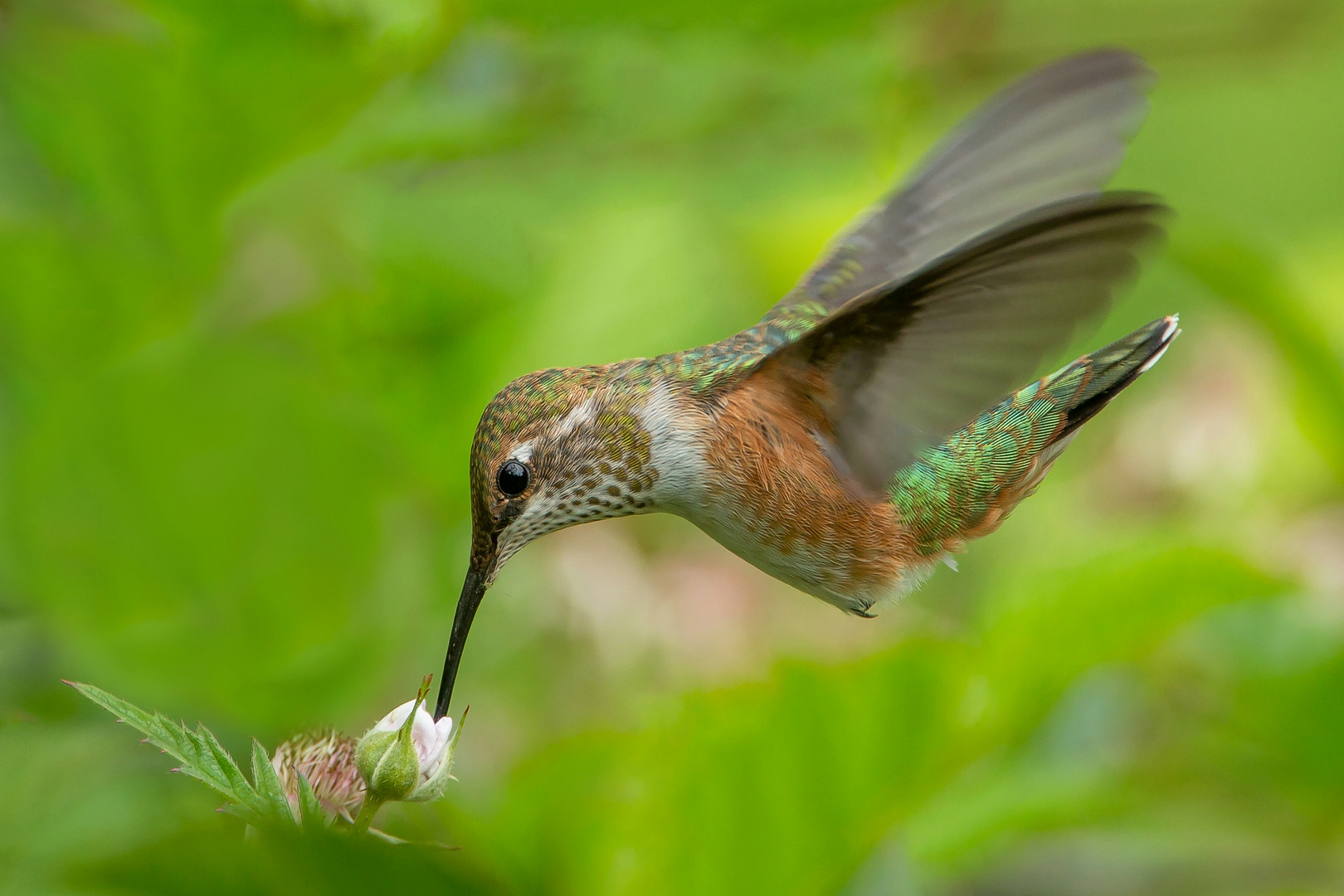 Kolibri