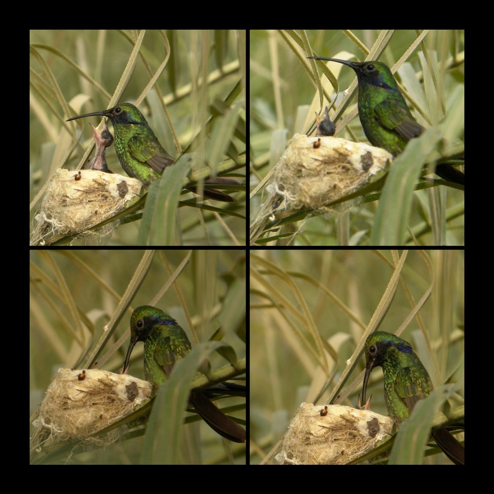 Kolibri bei der Fütterung