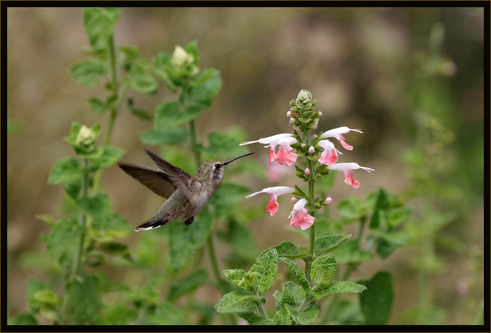 Kolibri bei der Nektarsuche