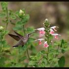 Kolibri bei der Nektarsuche