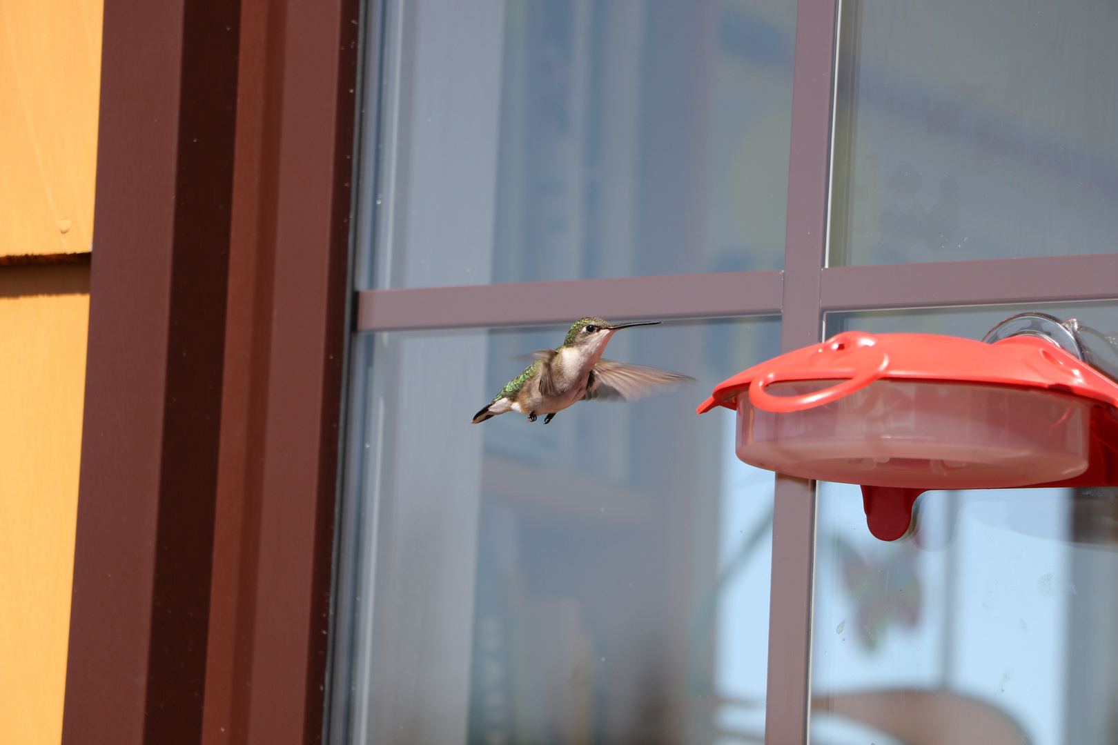 Kolibri bei uns am Fenster