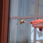 Kolibri bei uns am Fenster