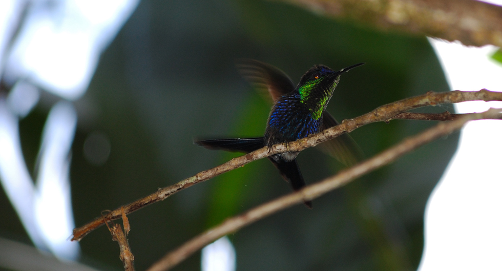 Kolibri beim Abflug