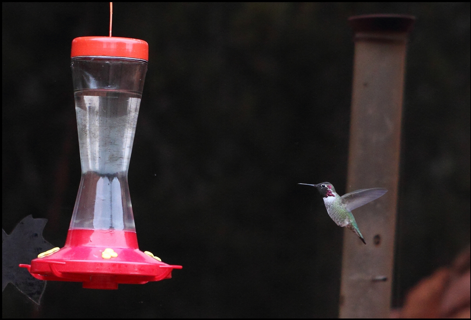 Kolibri beim Anflug auf eine Futterstelle