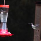 Kolibri beim Anflug auf eine Futterstelle