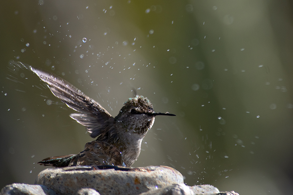 Kolibri beim Bad