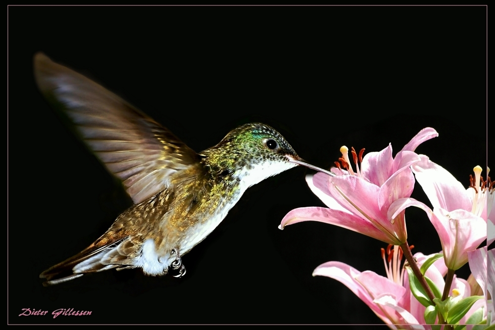 Kolibri .... beim Energietanken