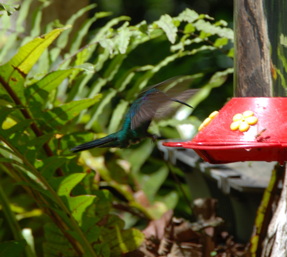 Kolibri beim Flug