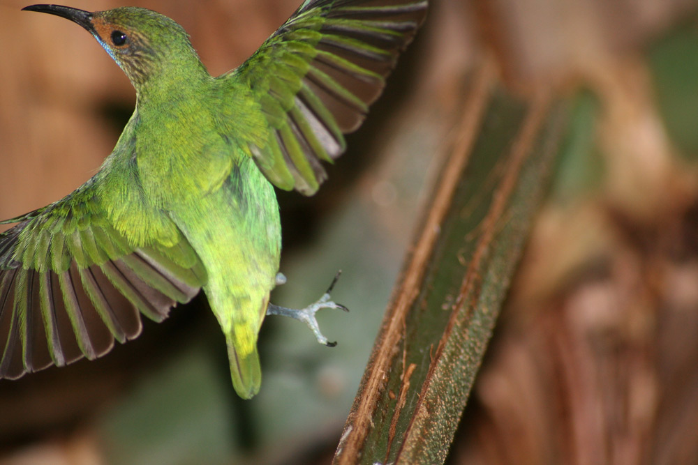 Kolibri beim Flug erwischt