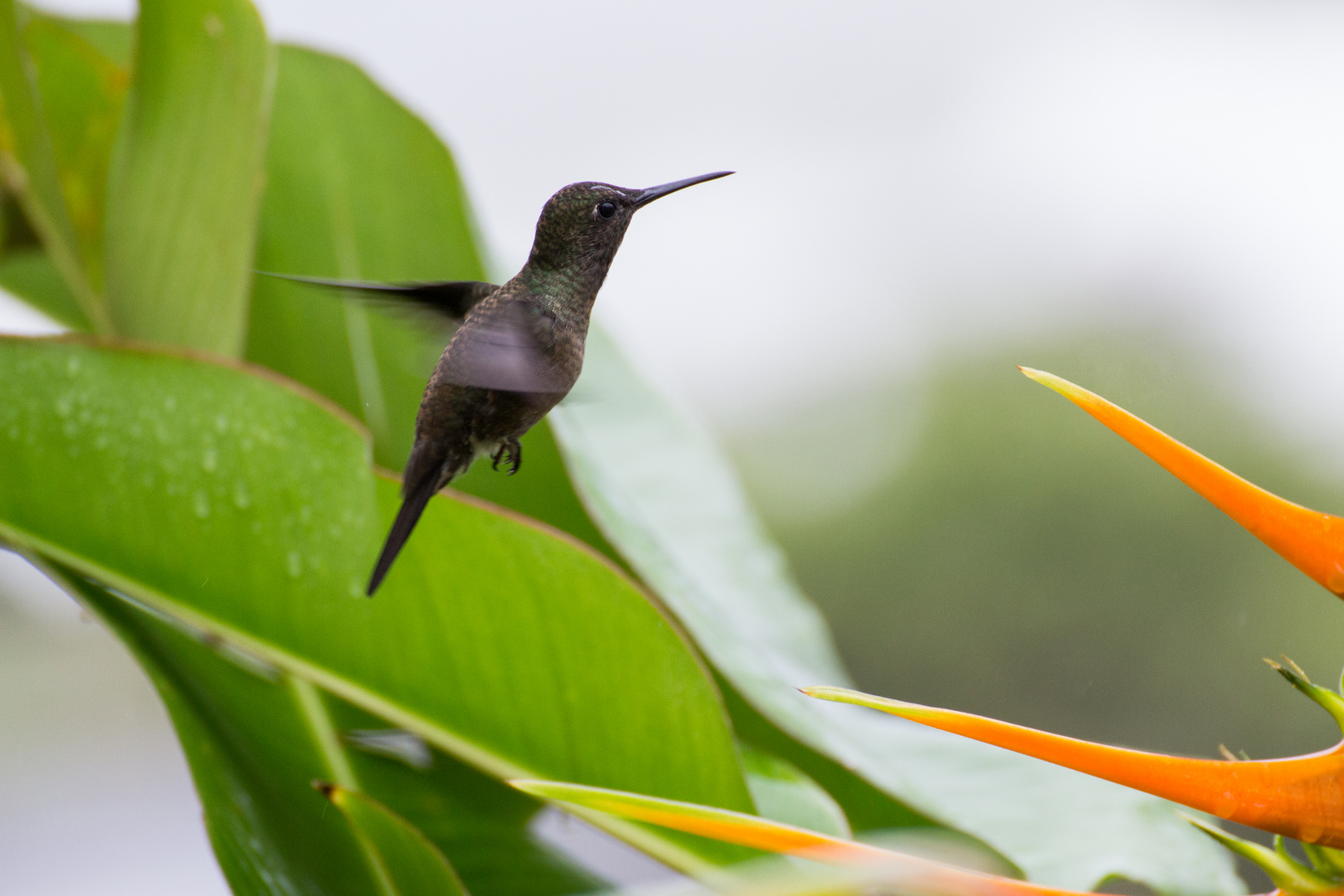 Kolibri beim Frühstück