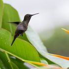 Kolibri beim Frühstück