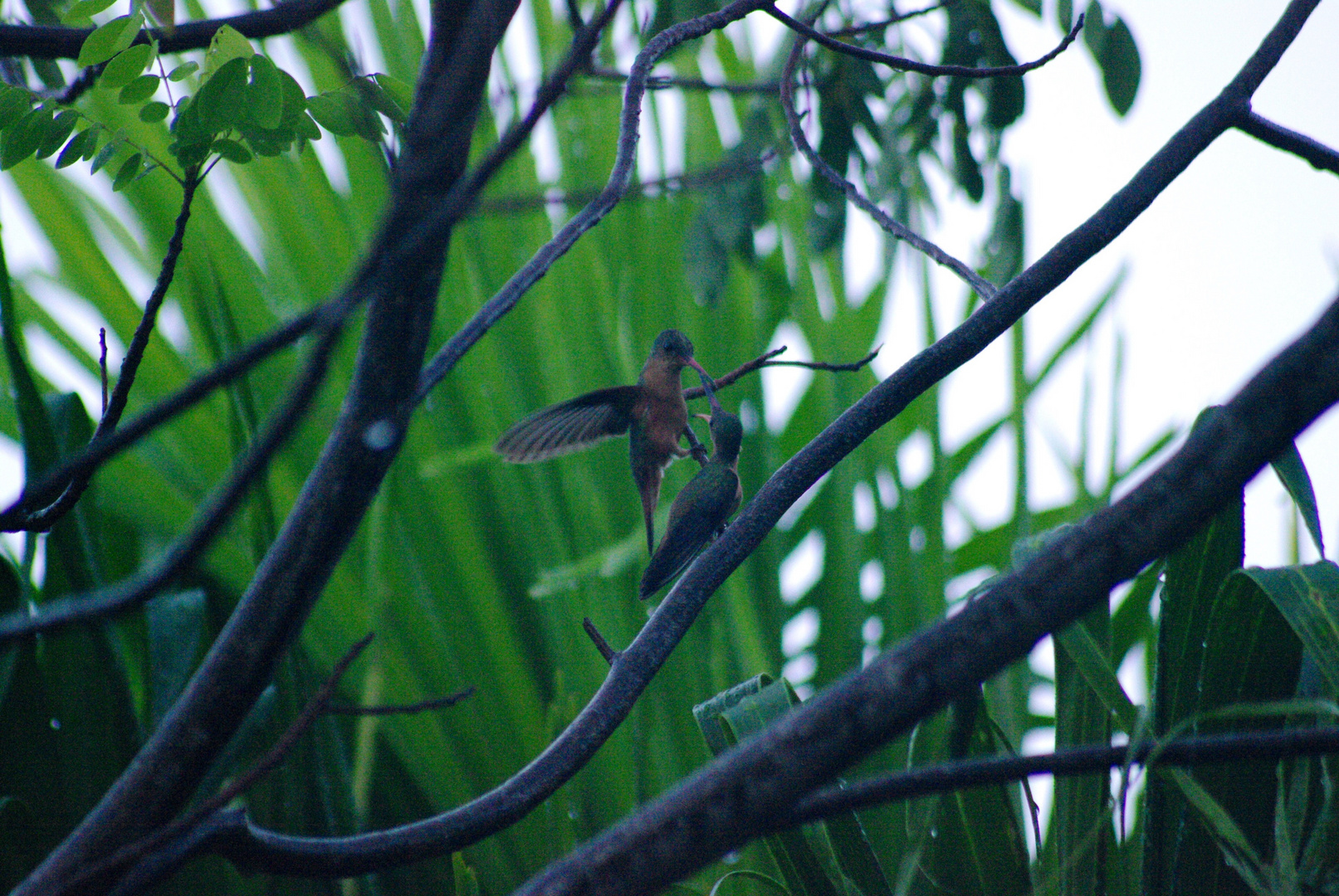 Kolibri beim füttern.