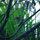 Kolibri beim füttern.