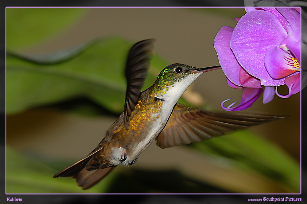 Kolibri beim Futtern