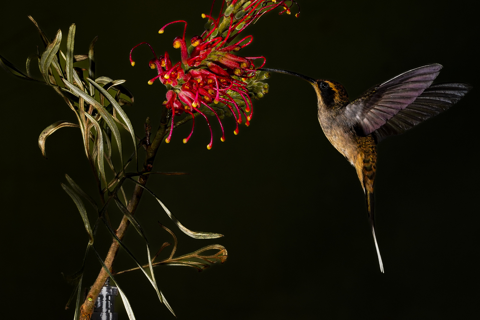 Kolibri beim Naschen