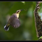 Kolibri beim Nestbau