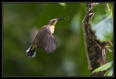 Kolibri beim Nestbau