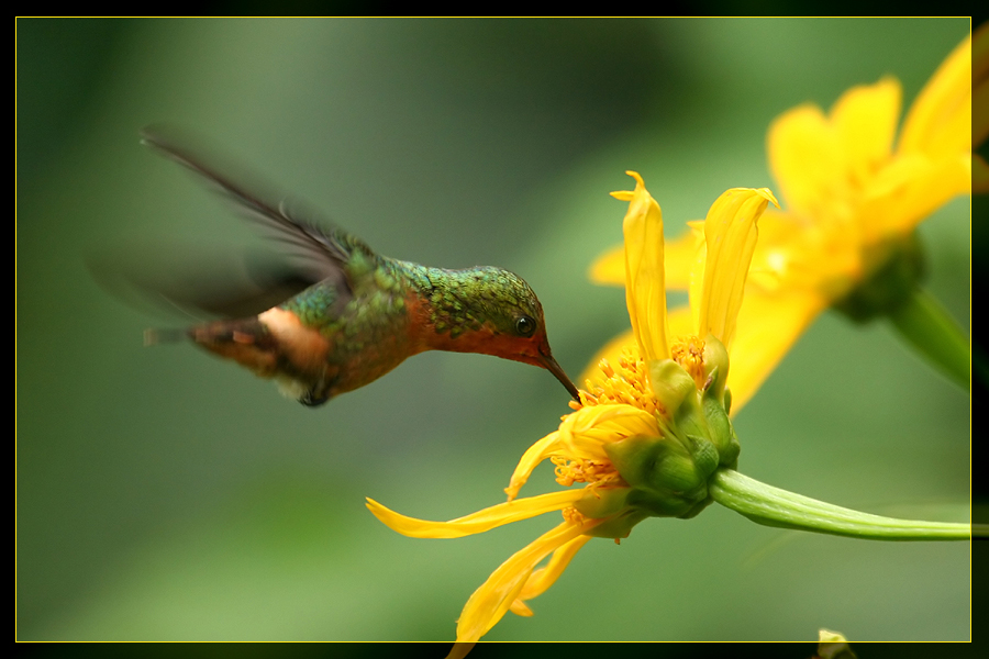 Kolibri beim Saugen