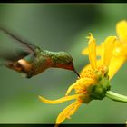 Kolibri beim Saugen