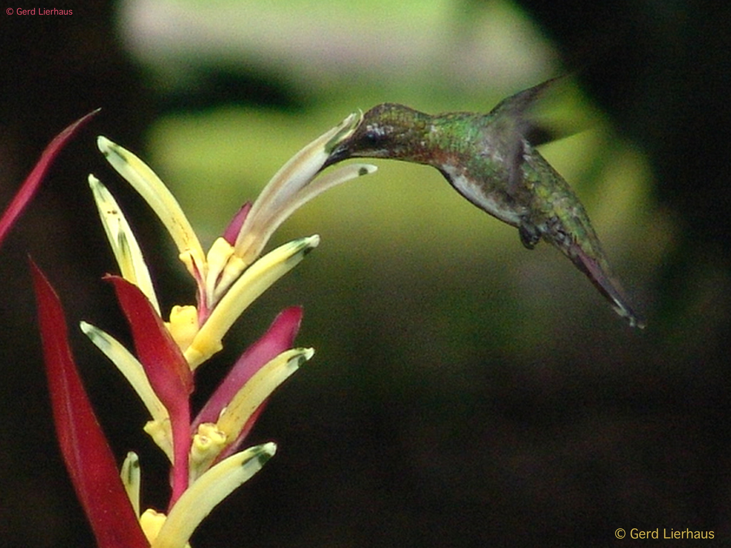 Kolibri beim Trinken