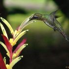 Kolibri beim Trinken