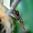 Kolibri beim trinken