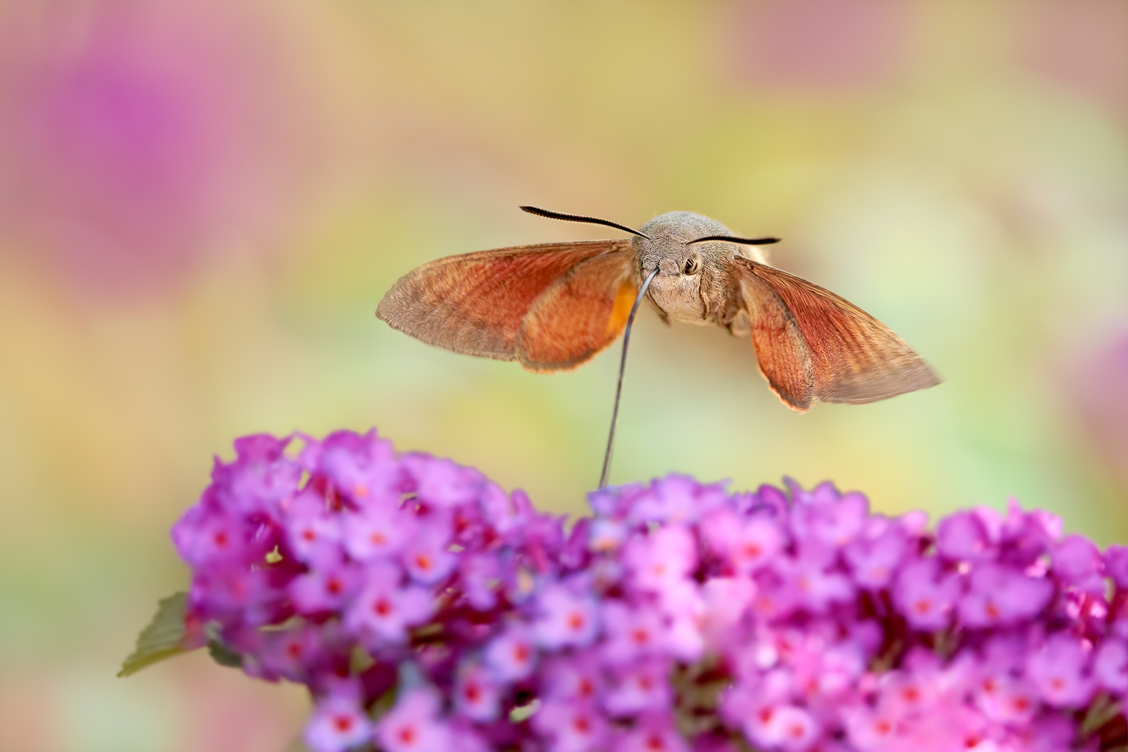 Kolibri 