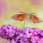 Kolibri 