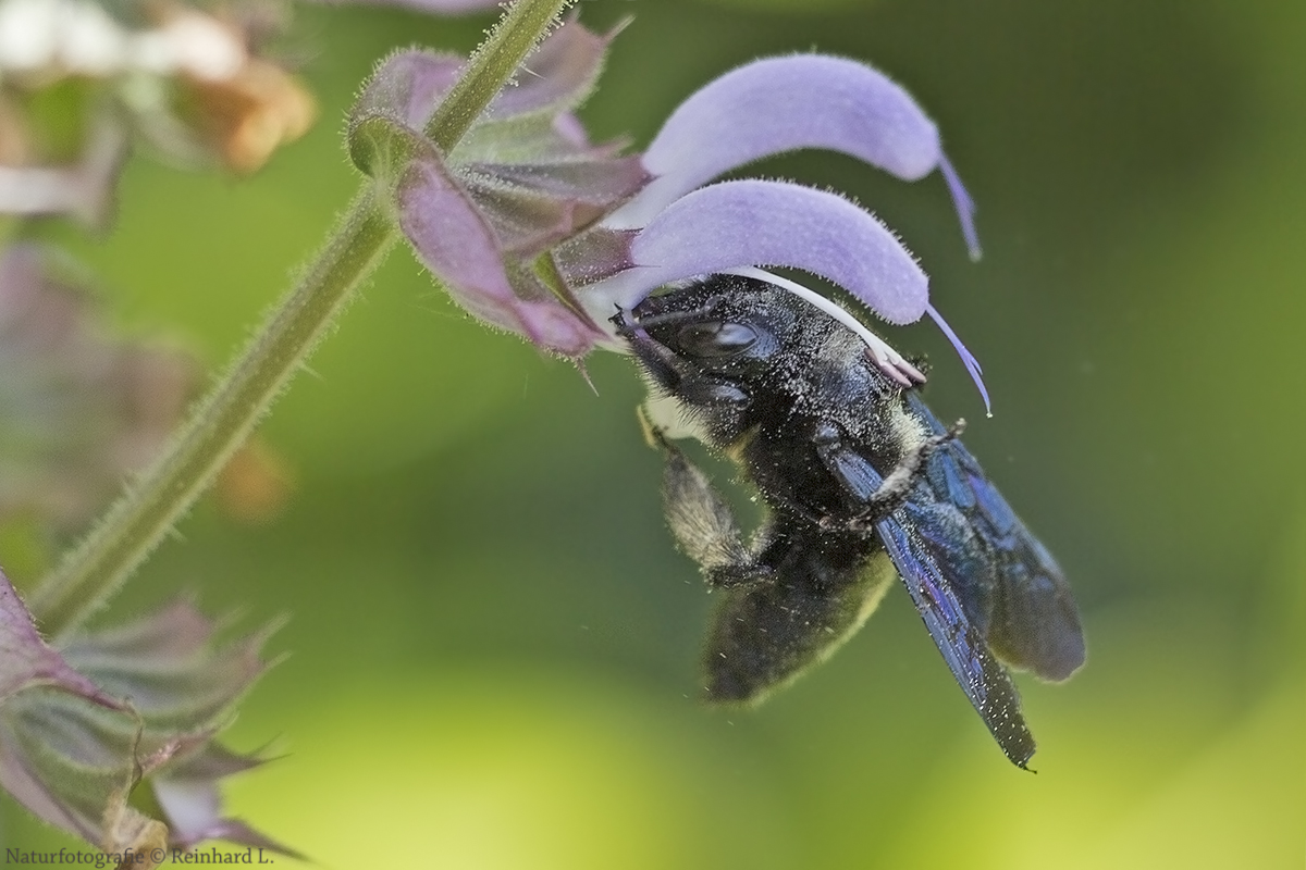 Kolibri-Biene