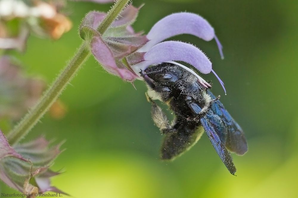 Kolibri-Biene