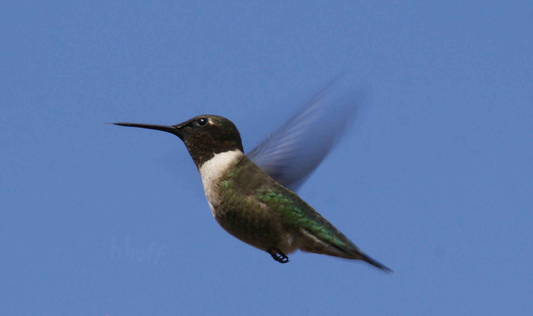 Kolibri - Black-chinned Humming Bird