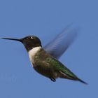 Kolibri - Black-chinned Humming Bird