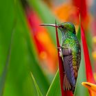 Kolibri (Braunschwanzamazilie)