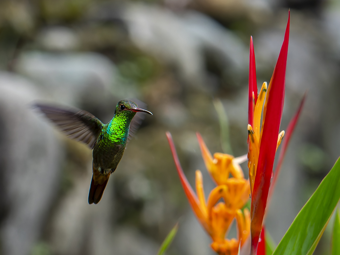 Kolibri (Braunschwanzamazilie)