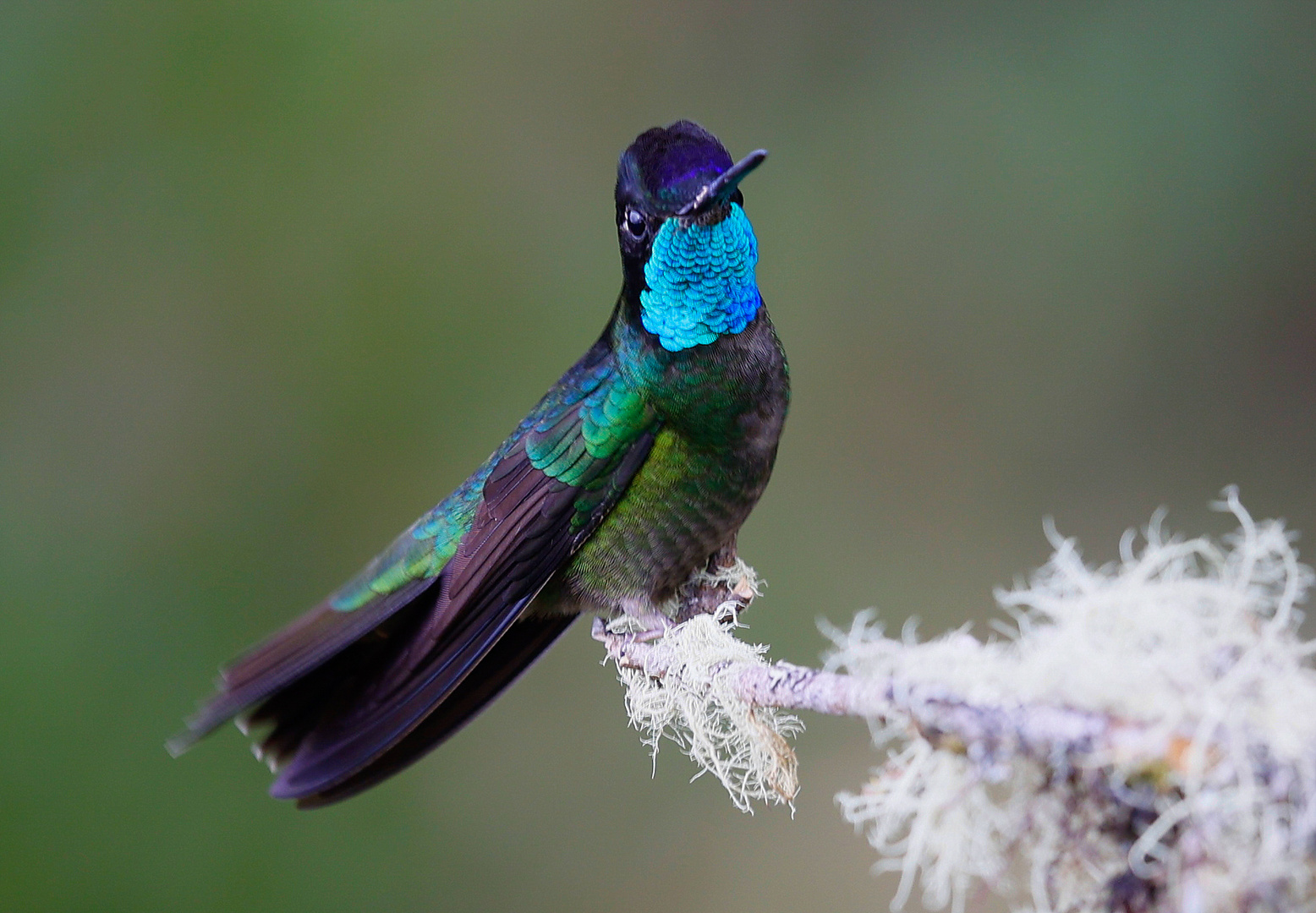 Kolibri (Bronceschwanz-Buffonkolibri?)