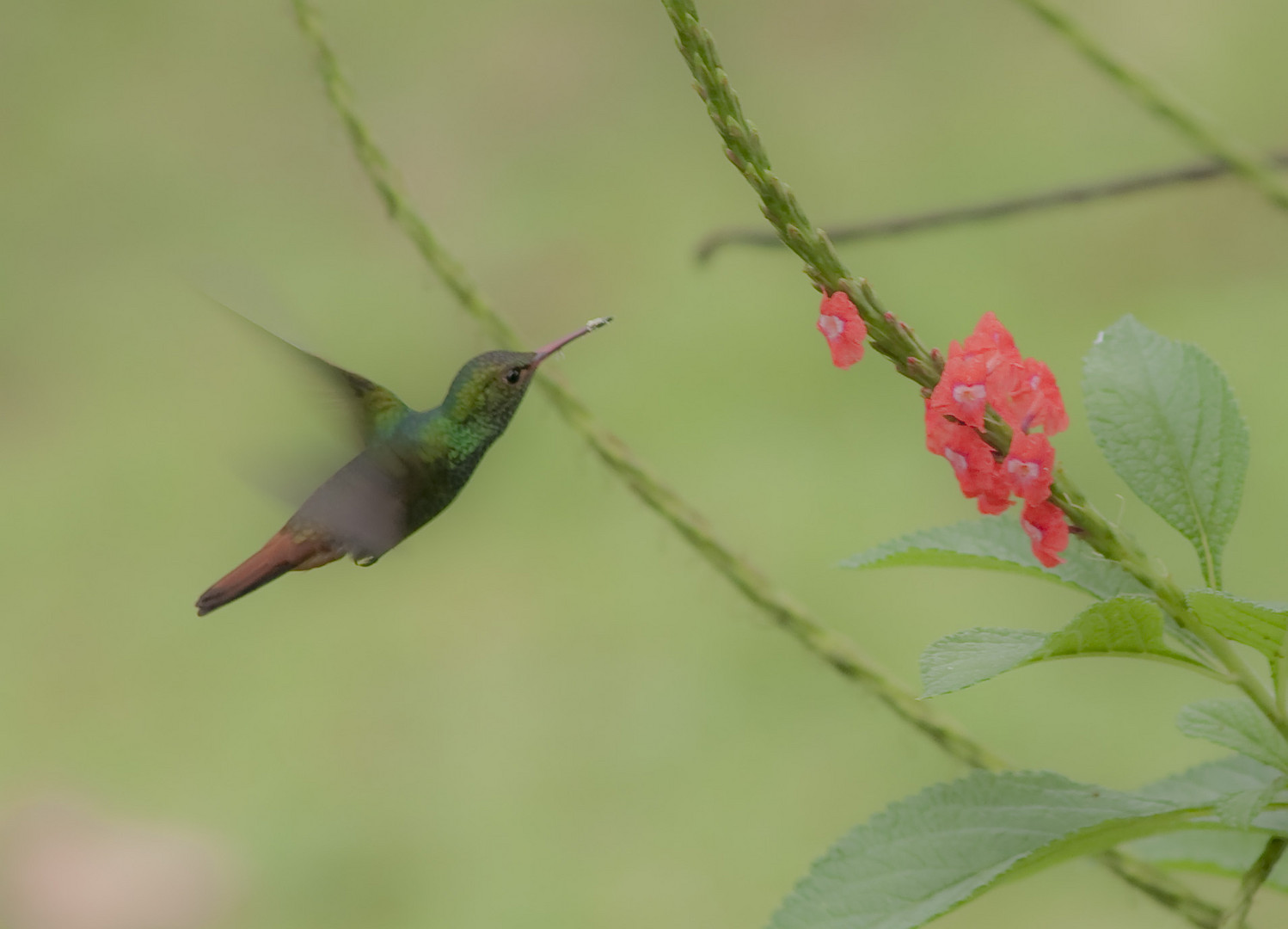 Kolibri