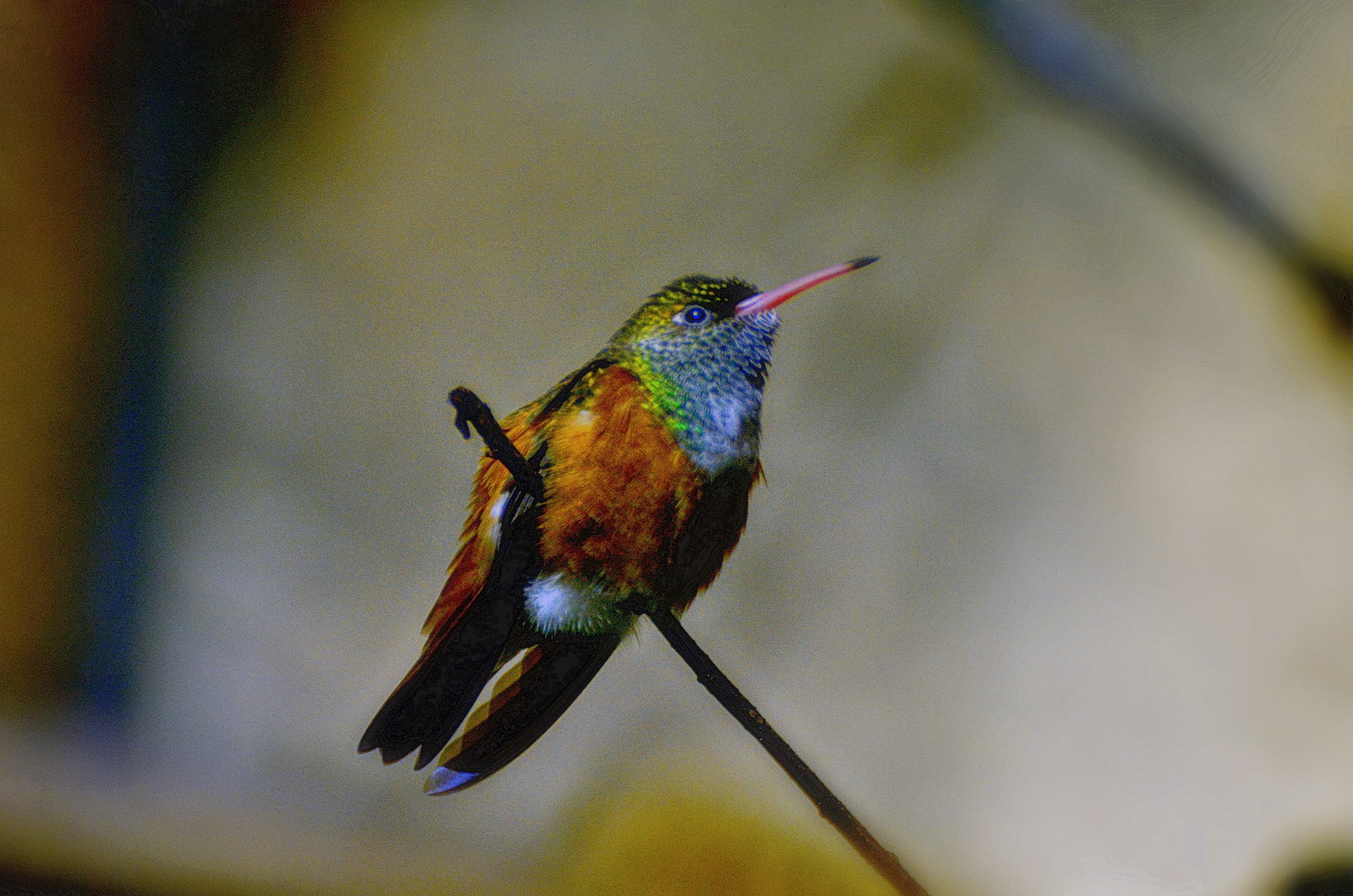  Kolibri  Foto Bild natur zoo tiere Bilder auf 