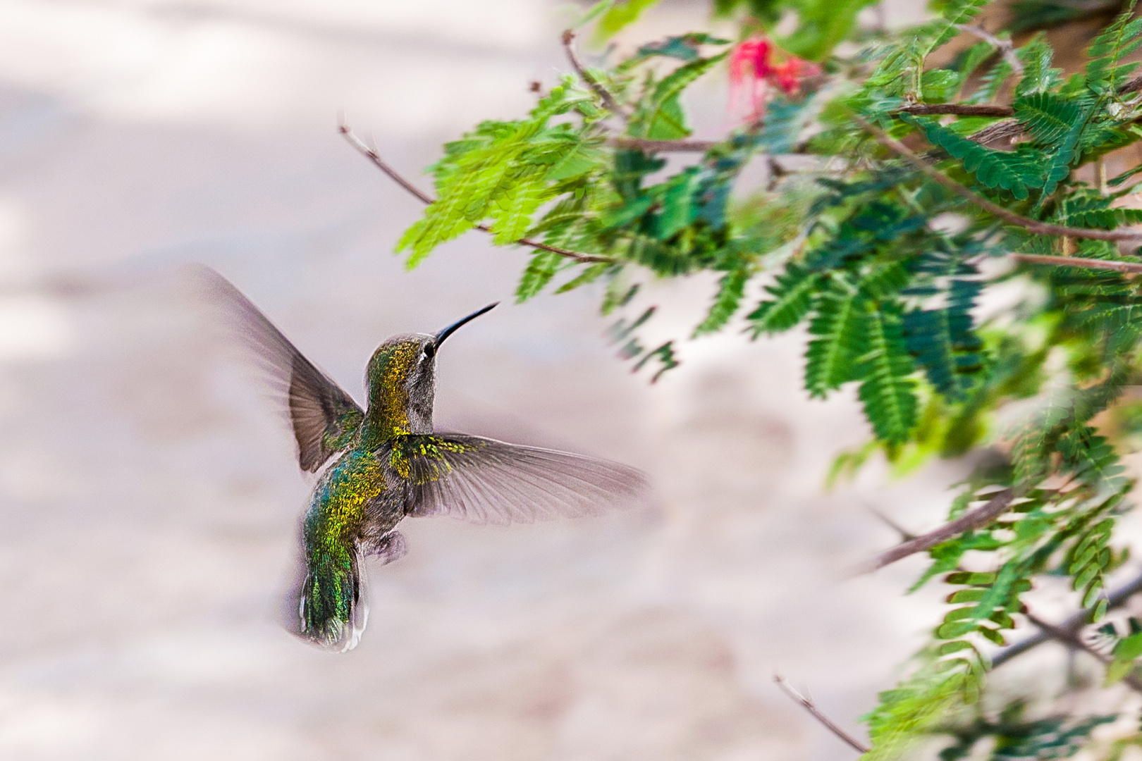 Kolibri Foto & Bild | tiere, wildlife, wild lebende vögel Bilder auf ...