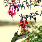 Kolibri (Chile)