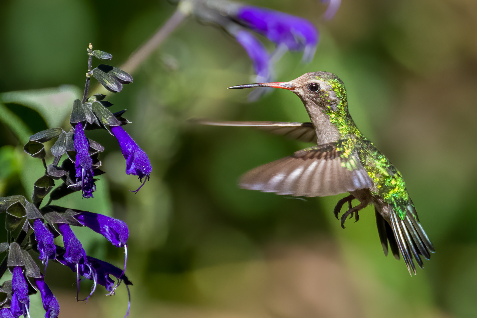 Kolibri (Chlorostilbon lucidus)