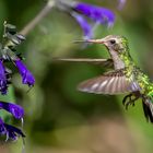 Kolibri (Chlorostilbon lucidus)