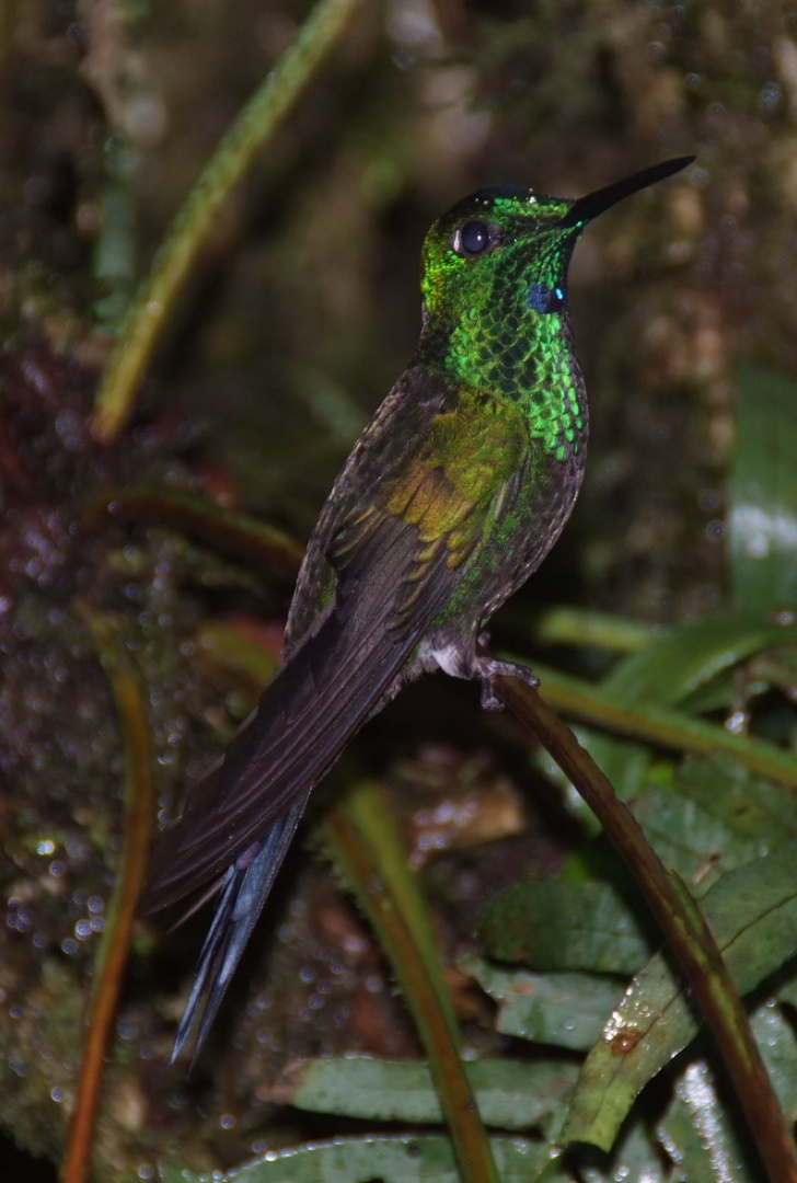 Kolibri, Costa Rica