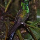 Kolibri, Costa Rica